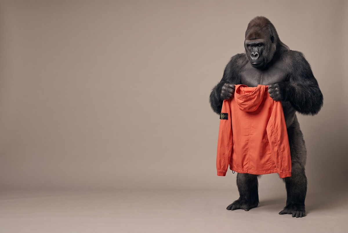 Gorilla holding a Stone Island jacket up against its chest to check the size