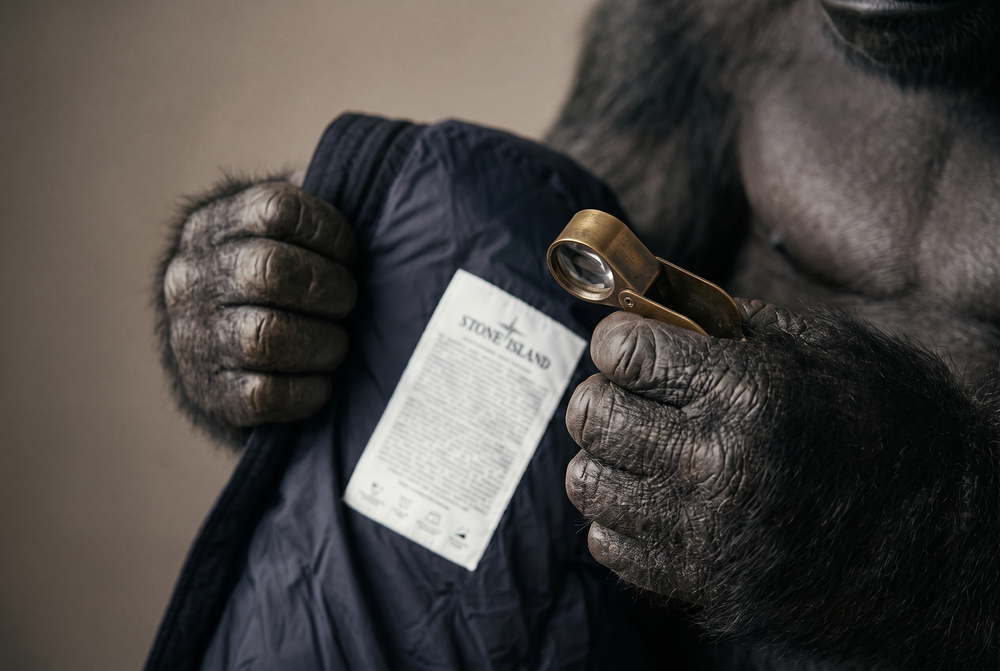 Gorilla checking the inside label of a Stone Island jacket with a loupe